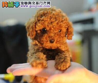主人应做好哪些饲养贵宾犬的准备