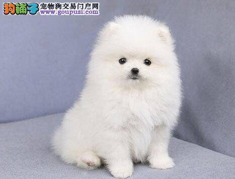 怎样预防博美犬出现常见的皮肤病