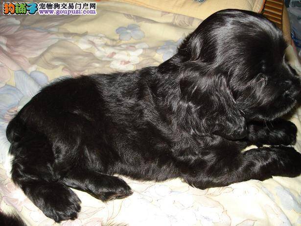 狗狗断奶小方法 如何顺利给可卡犬断奶