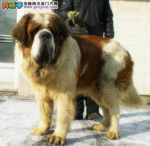 科学喂养之选择合适的食物给圣伯纳犬食用