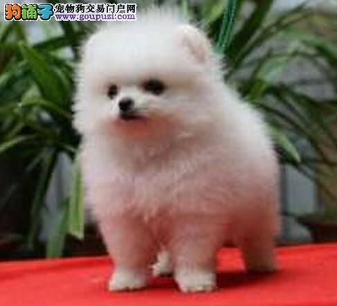 如何让博美犬顺利的回到温馨小家——狗屋