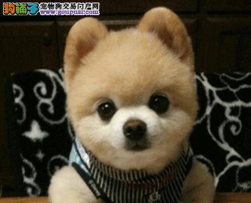 博美犬母犬妊娠期间的正确管理方法