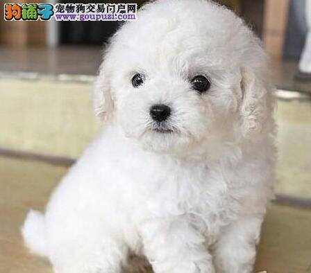 两个半月的泰迪有点拉稀还带血怎么回事呀