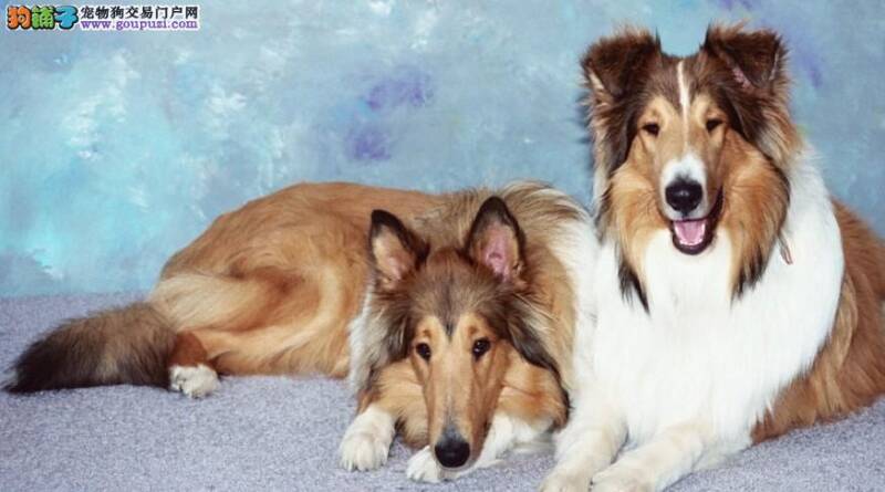 轻松通过六大症状知道苏格兰牧羊犬的健康情况