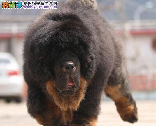 解密藏獒行为 为什么藏獒犬讨厌修剪指甲