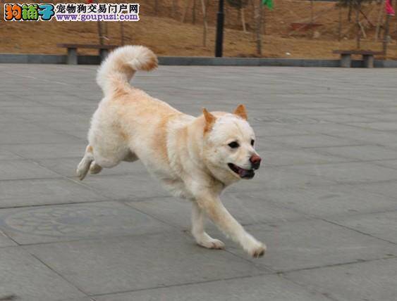 专家建议 喂养秋田犬需要遵循哪些原则