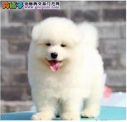 萨摩耶可以食用鱼肠子吗 有利于健康吗