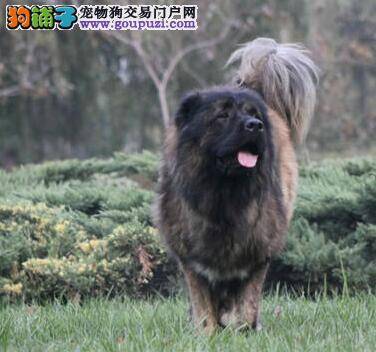 高加索犬可不可以每天都吃西红柿