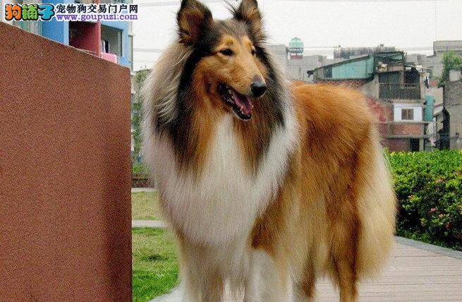 怎样帮助苏格兰牧羊犬驱除虱子的侵袭