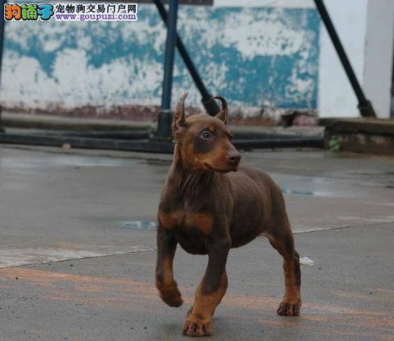 导致杜宾犬被毛不光泽顺滑的原因