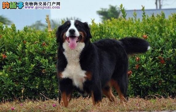 清理卫士之怎样给伯恩山犬清理耳朵