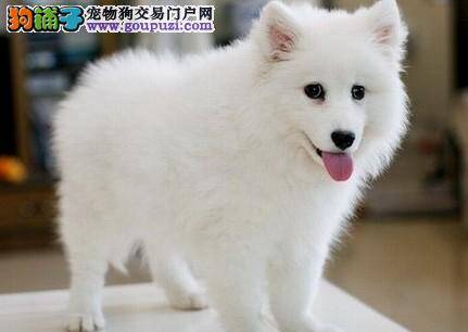 爱宠有喜 妊娠银狐犬母犬的日常管理