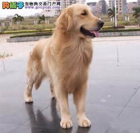 训练金毛犬学会玩飞盘的六个要点