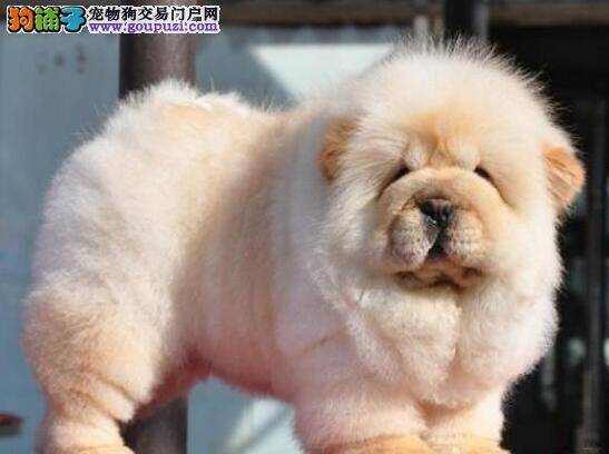 夏季防止松狮犬中暑的简单方法