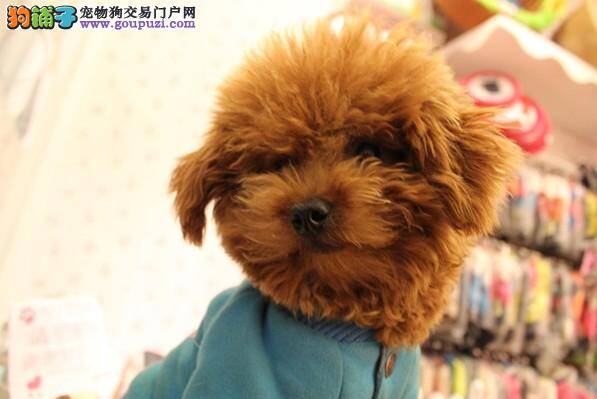 贵宾犬幼犬的饮食制作食材有哪些种类