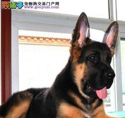 为什么德国牧羊犬喜欢吃野草和泥沙