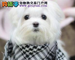 马尔济斯犬吃狗粮的好处有哪些