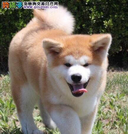 求专家帮判断下秋田犬得的是什么皮肤病