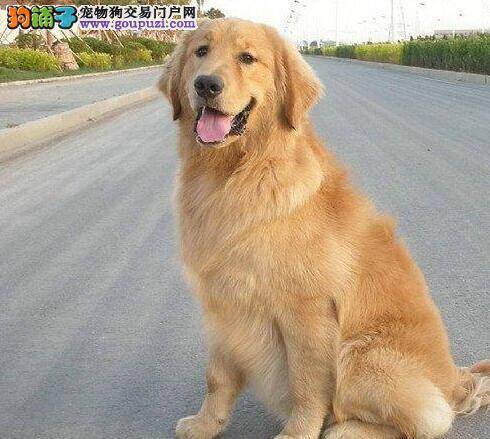 魅力释放 如何让金毛犬美丽变身