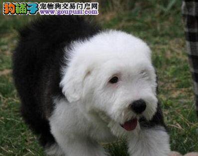 弄清楚古代牧羊犬爱吃便便的原因再对症下药
