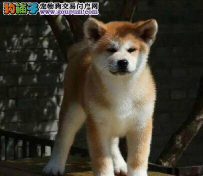 纠正秋田犬乱咬家具的坏习惯有诀窍