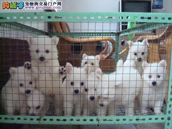 如何预防和治疗银狐犬传染性肝炎