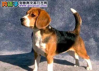 炎炎夏日 比格犬易出现中暑的三个情况及消暑方法