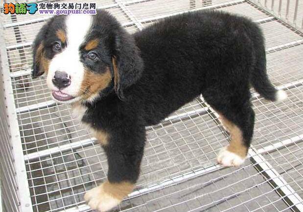 日常必备之伯恩山犬浴后毛巾大全集