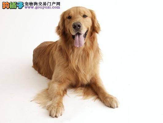 金毛犬体检时涉及到的检查项目有哪些