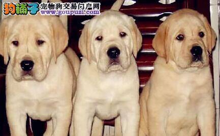细心喂养 喂养拉布拉多犬幼犬要注意的事情