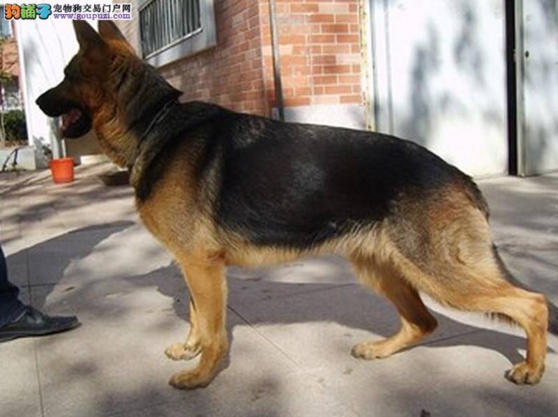 饲养德国牧羊犬期间的科学方法及注意事项