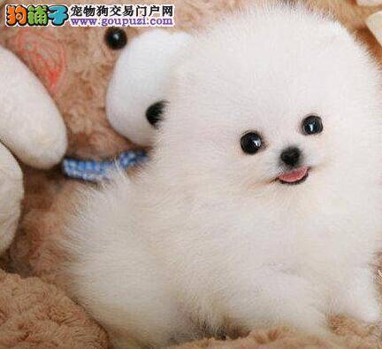 喂养博美犬的时候需要注意哪些事项