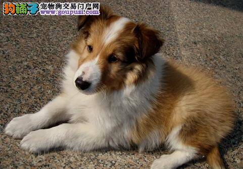 想要饲养一只苏格兰牧羊犬需要做好哪些心理准备