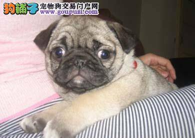 如何让巴哥犬在夏天健康生活