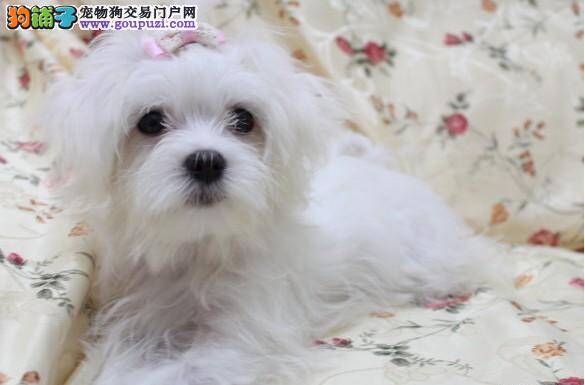怎样科学而有效的阻止马尔济斯犬搞破坏