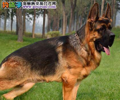 用什么牌子的沐浴露给德国牧羊犬洗澡好呢