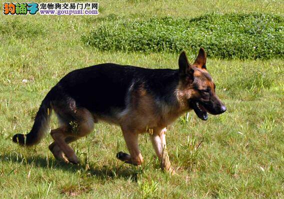 科学除虱法 让德国牧羊犬远离虱子的困扰