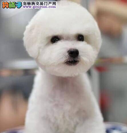 比熊犬和别的狗狗打架时主人要怎样阻止