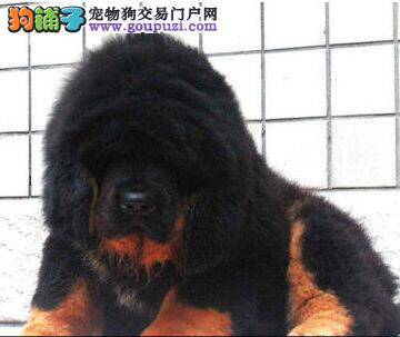 提高藏獒免疫力的方法