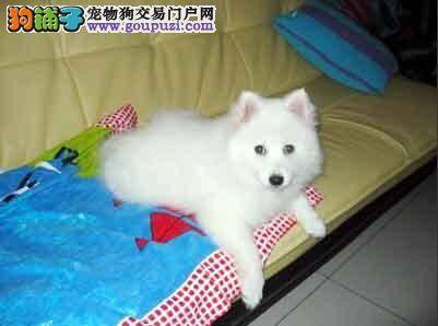 训练大百科 如何训练银狐犬文明如厕