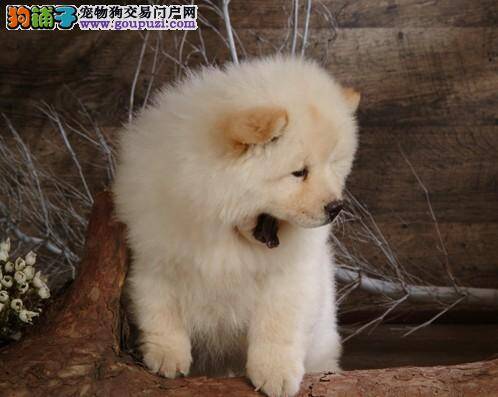 体重的增减对松狮犬的身体健康有哪些影响