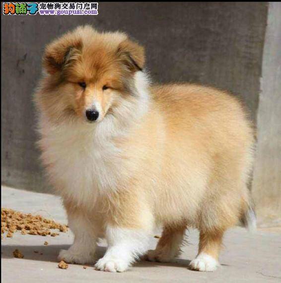 为什么初次回家的苏格兰牧羊犬特别容易生病