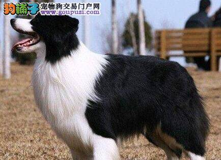 了解边境牧羊犬的喜怒哀乐