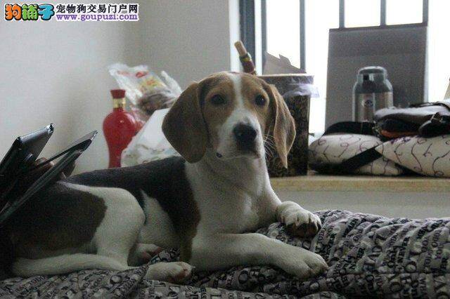 怎样才能轻松给生病的比格犬喂药