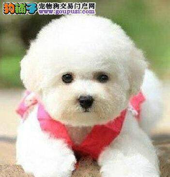 比熊犬健康成长的秘诀——定期打针驱虫