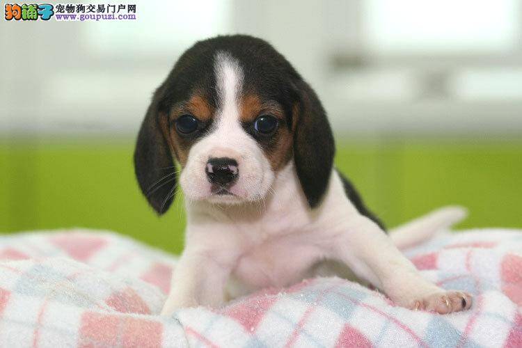 高手教你如何拥有乖巧的比格犬