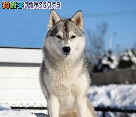 阿拉斯加雪橇犬的嗅觉信息有哪些特点