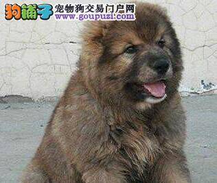 夏季饲养高加索犬的工作分几个方面