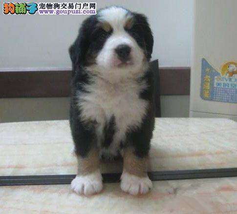 夏秋之际怎样给伯恩山犬恢复体力