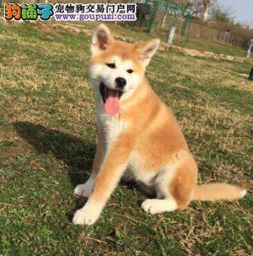秋田犬吃骨头是不是不好 求指教